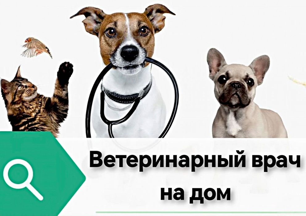 Ветеринар на дом вызов выезд ветеринарный врач усыпление кремация