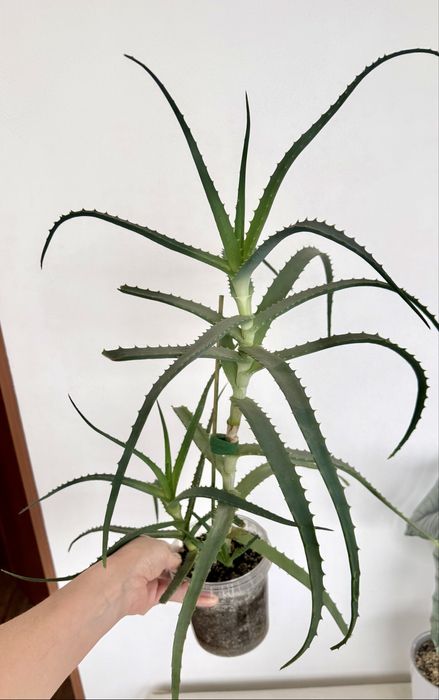 Алоэ разных видов