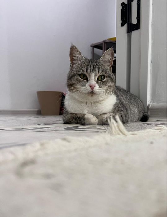 Девочке нужен дом! Стерилизованна