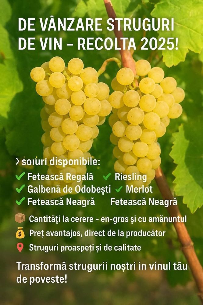 Struguri de vin.