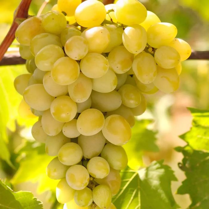 Vita de Vie Alba de Masa ( Nobila Altoita )
