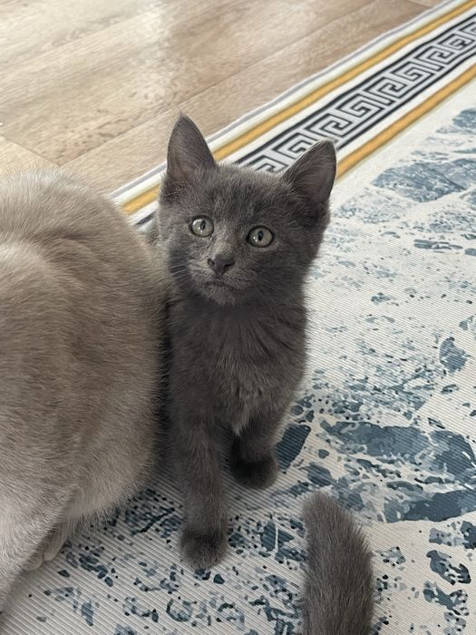 подарю котенка в хорошие руки