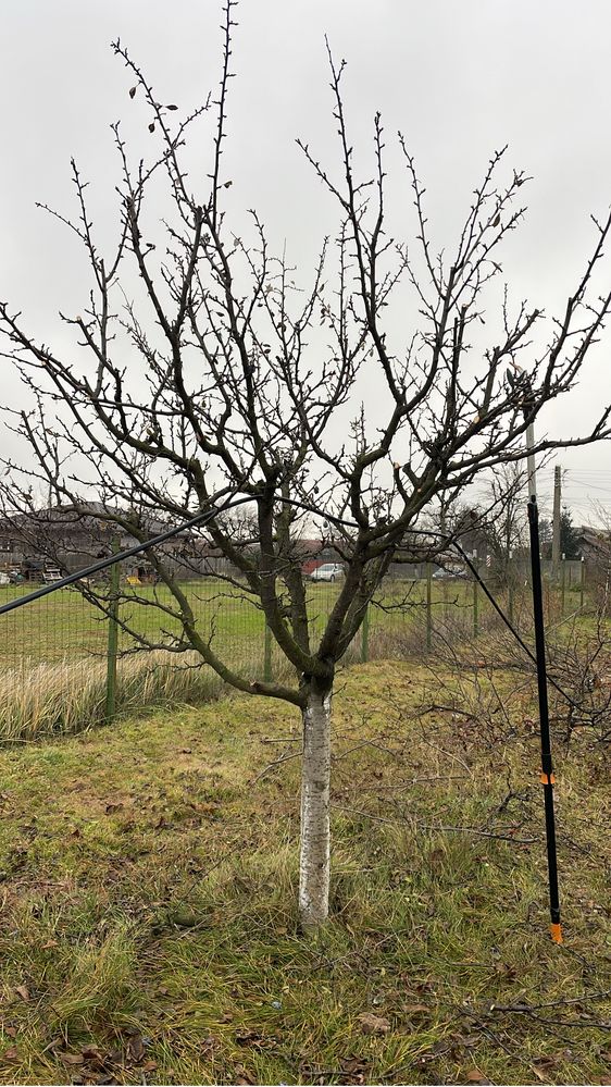 Cosmetizare pomi fructiferi /arbori