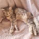 Котенок продается