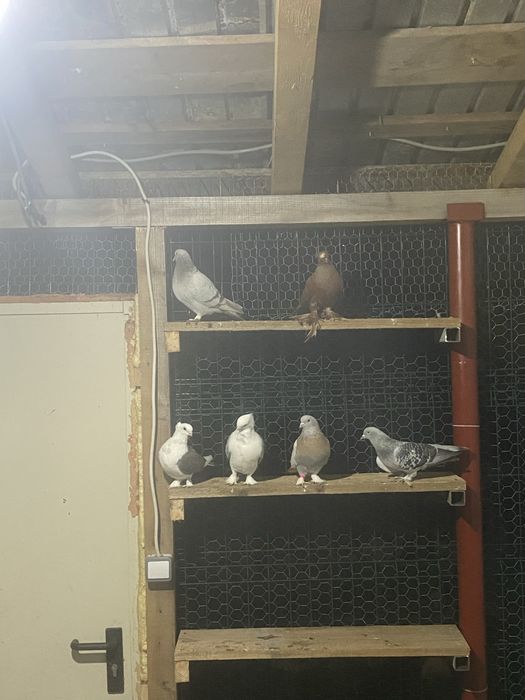 Vand diferite rase de porumbei