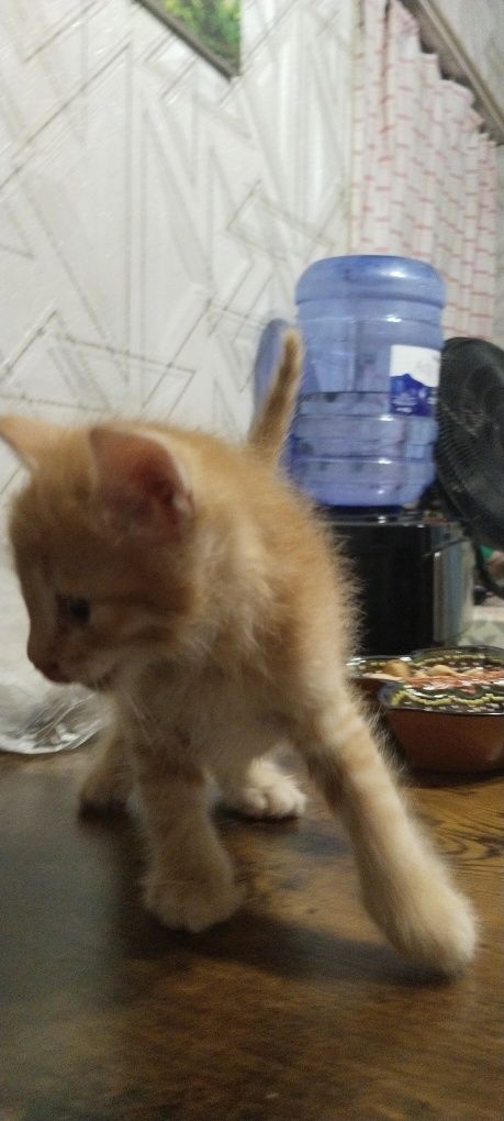 Пайғамбаримиз сийлаган жонзот мушуклар бор