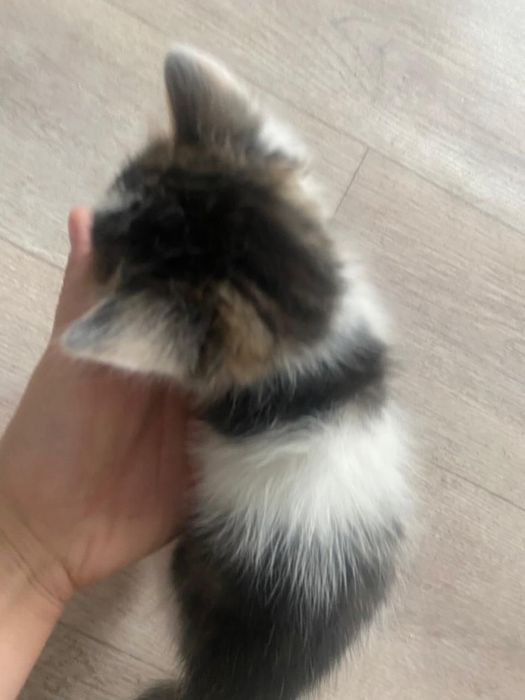 СРОЧНО!! Раздам котят мышеловов