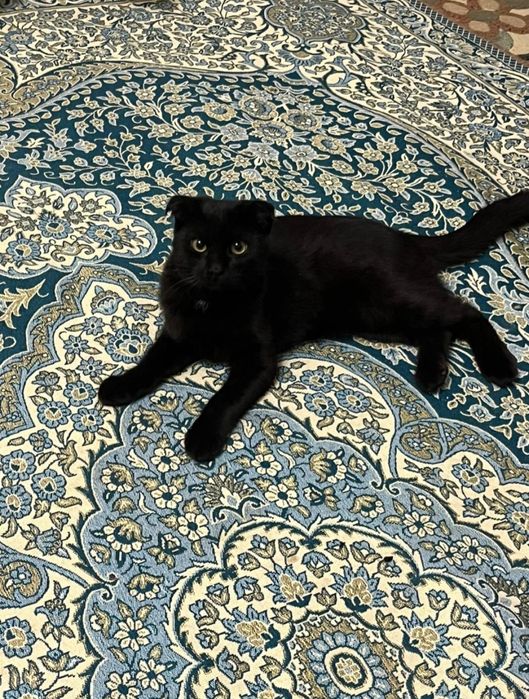 Продаётся шотландская вислоухая котик