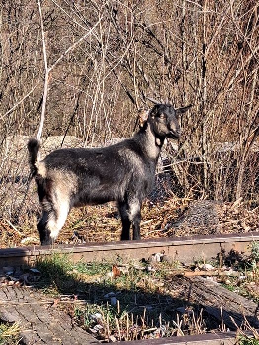 Vând un tap de 2 ani si 2 iedute