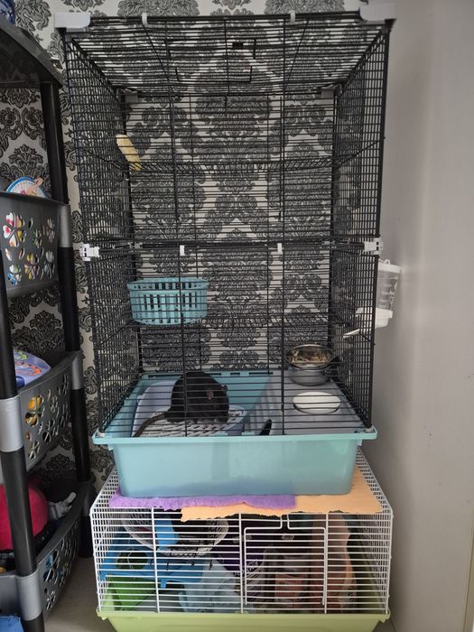 Продам крыса с клеткой.