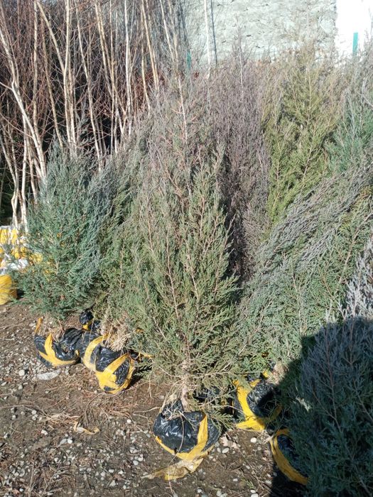 Арча кучатьари сотилади