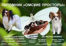 Щенки папийончики