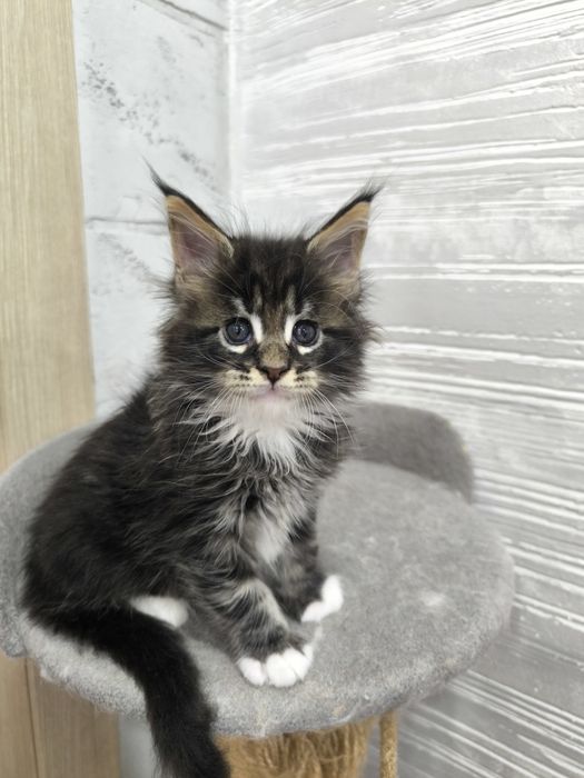Продам котят Мейкун