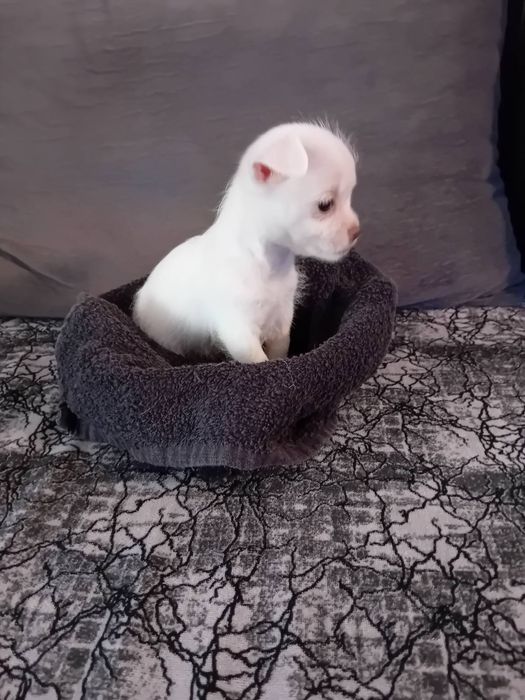 Чихуахуа момиченце