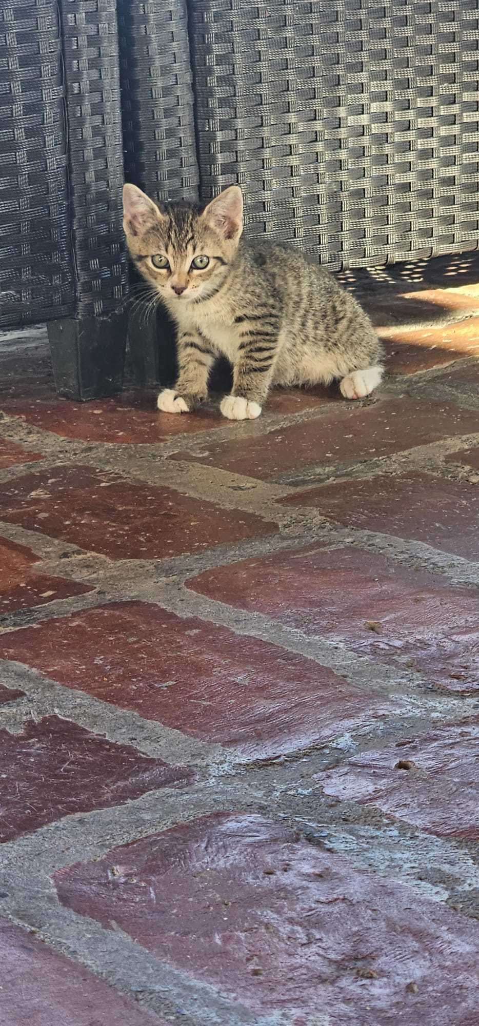 Donez pisicute pentru iubitori de animale