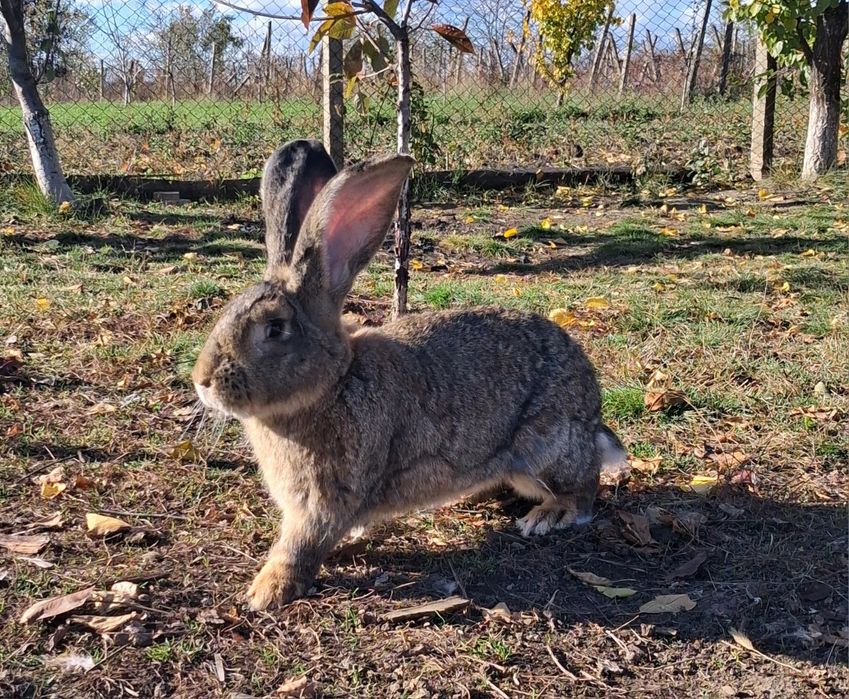 Vand Mascul Uriaș German
