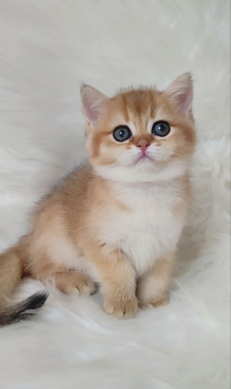 Скотиш страйт золотая Шиншила