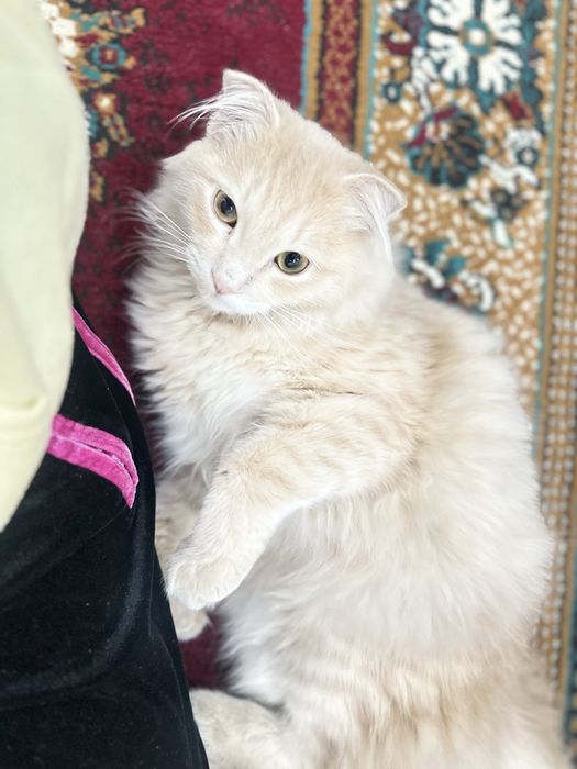 Scottish fold qiz bola 8oylik