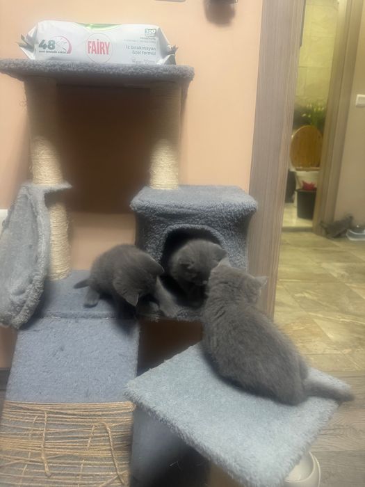 Британски котенца