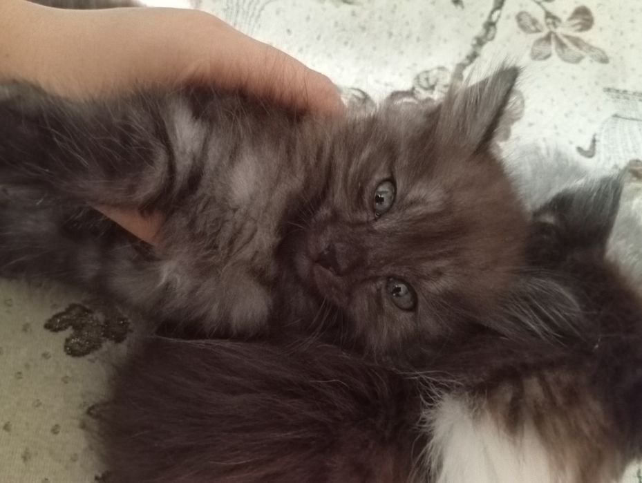 Отдам котят в хорошие руки