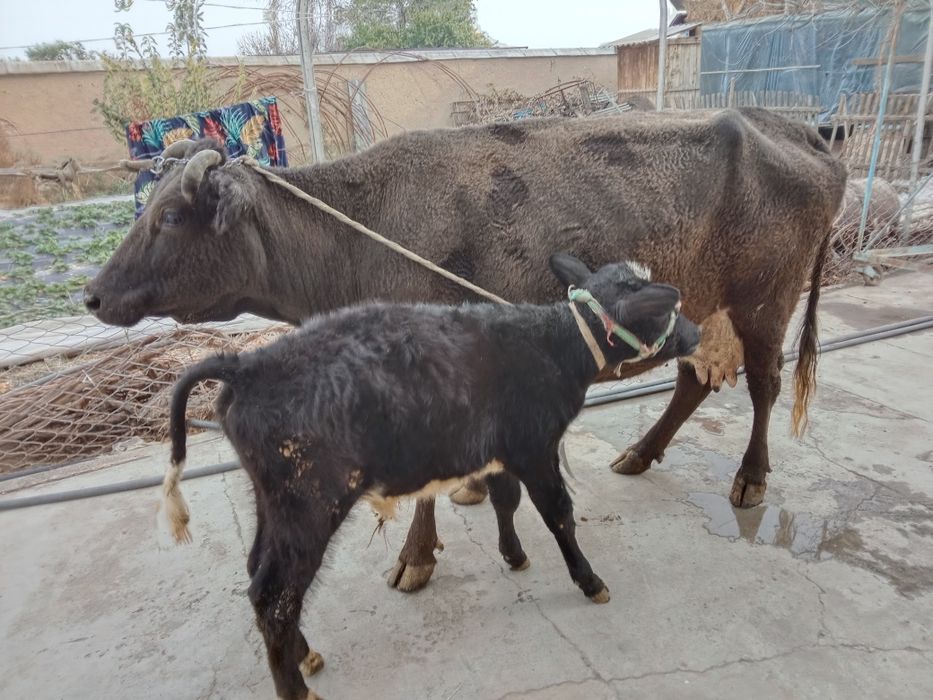 Кордова продается