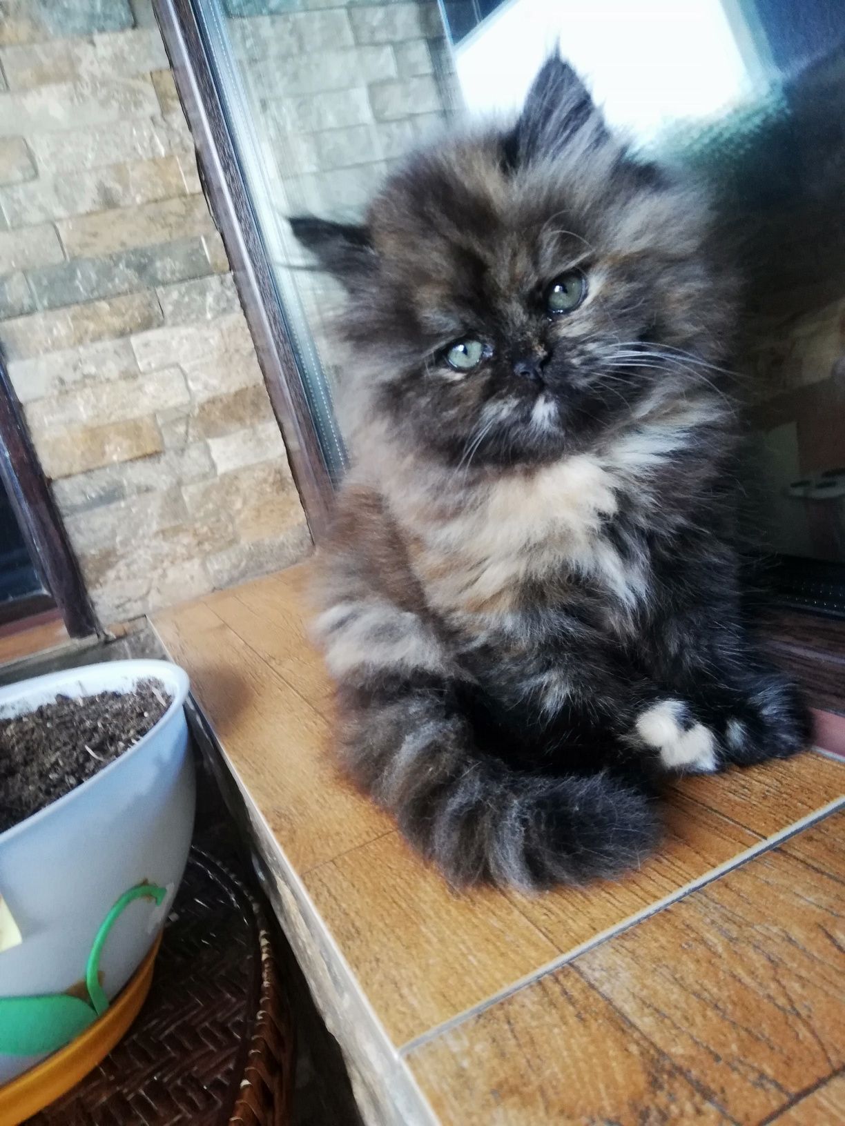 Персийски женски котенца