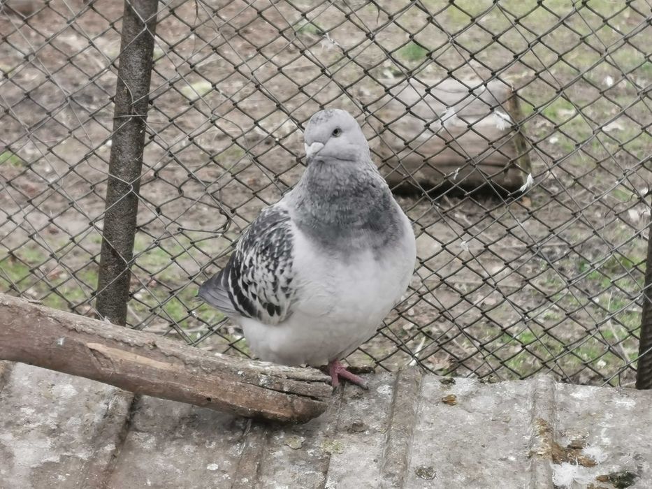Porumbei voiajori standard și cocoși brahma de vânzare