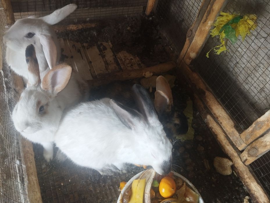 Quyonlar sotiladi koʻpi erkak 150 dan kelishamiz 5ta xar xil rang