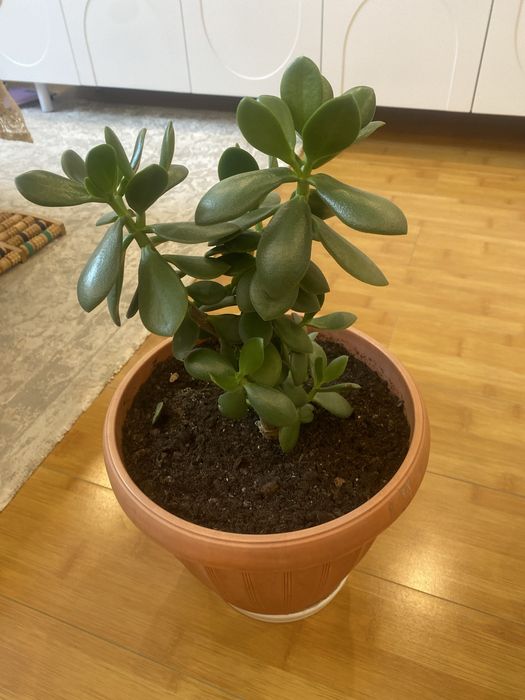 Цветы комнатные  живое дерево