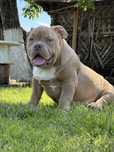 Vand mascul american bully pocket