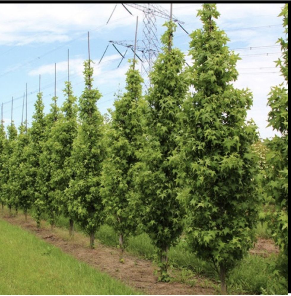 Liquidambar Styraciflua