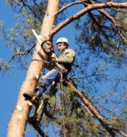 Удаления сложных аварийных деревьев