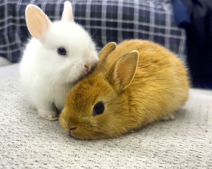 Карликовые кролики
