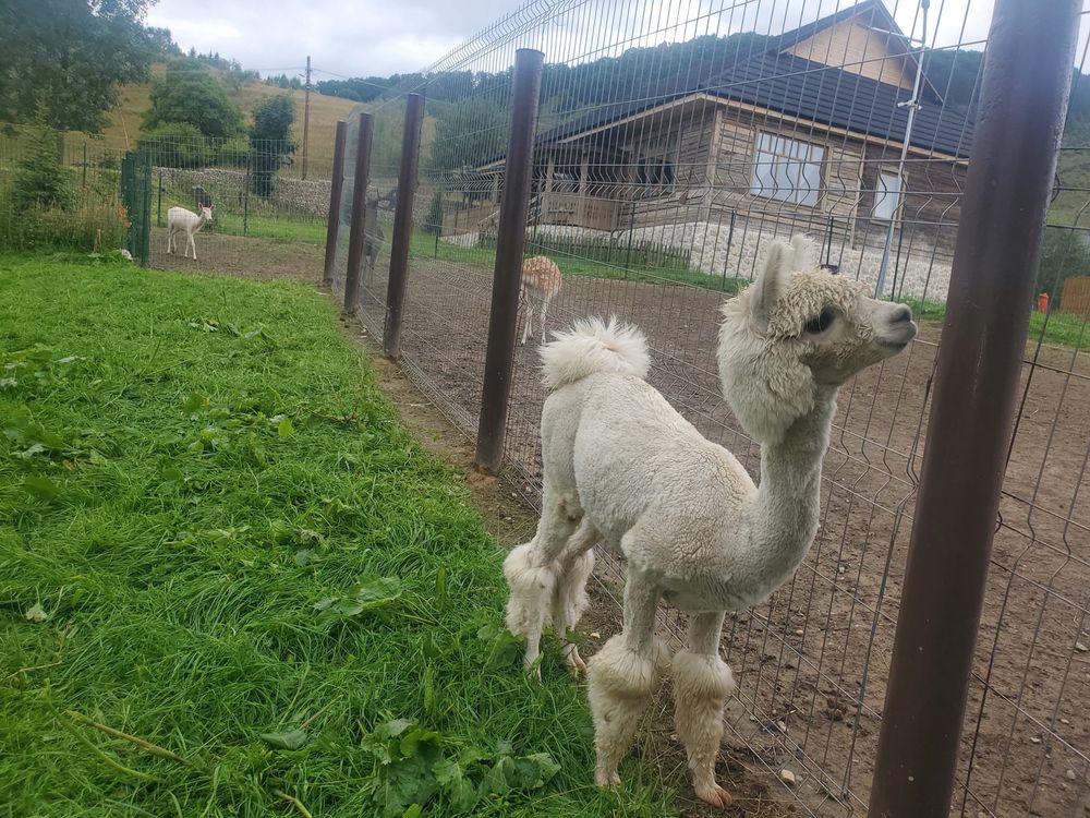 Mascul Alpaca disponibil