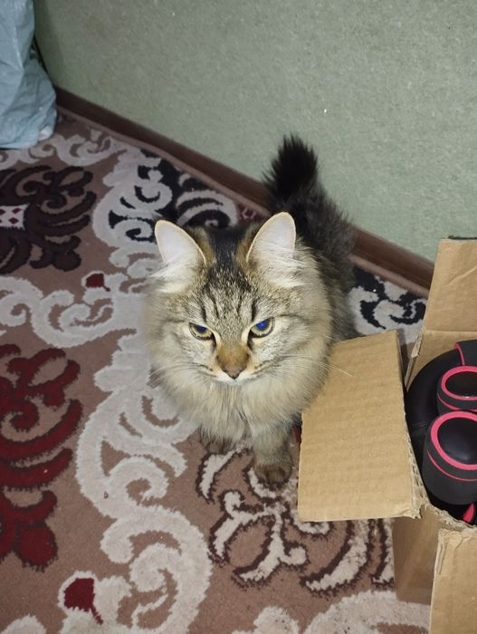 Sibir mushugi juda aqlli gapga tushunadigan mushuk