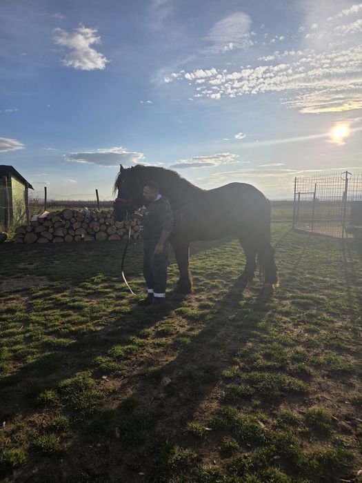 Vand armasar de 3 ani