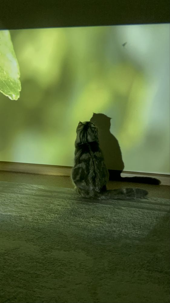 Продам шотландскую вислоухую кошку