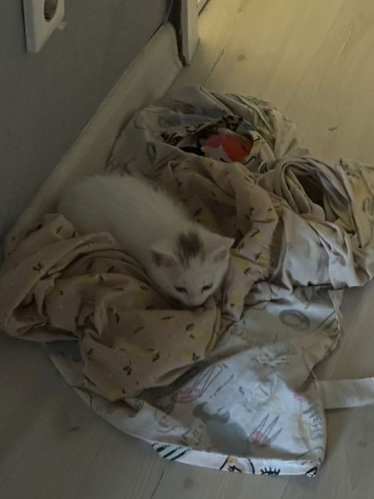 Отдам кошку в хорошие руки