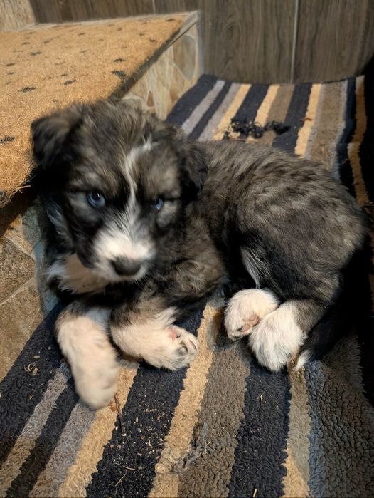 Подарявам кученца в Старо село