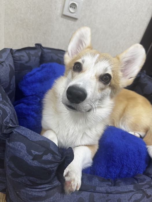 Продаю собаку породы корги