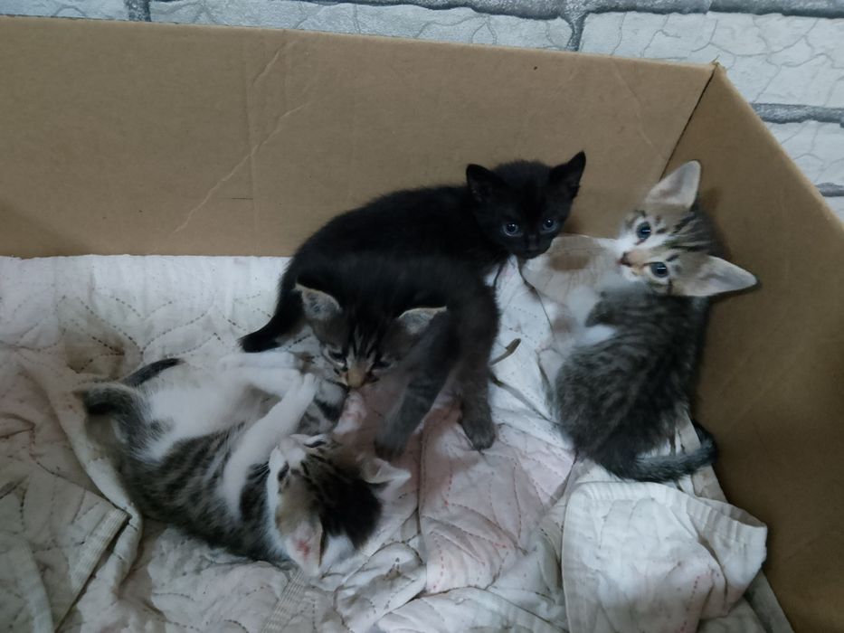 отдам мальенких котят