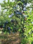 Prune Stanley de vanzare