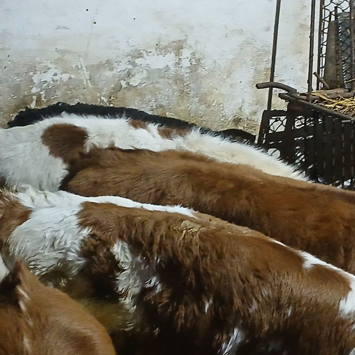 Vitei Intarcati tăurasi si vitele
