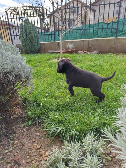 Кане Корсо кученца