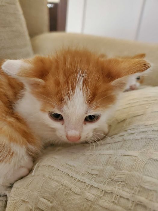 Три домашни червеникави котенца търсят дом