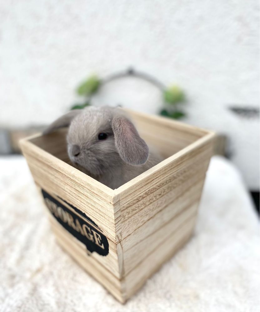 Iepuri pitici de companie berbec pitic/mini lop/holland lop