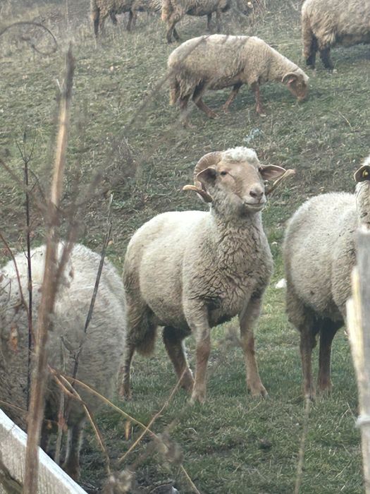 Vand doi berbeci tineri grasi
