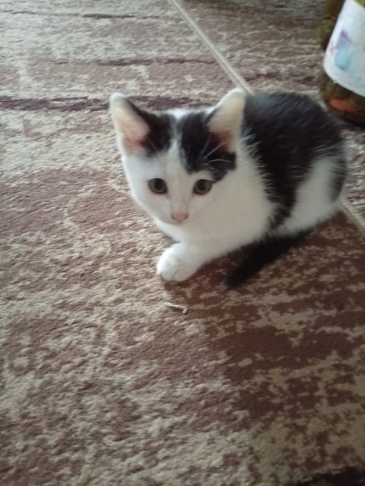 отдадим котят в хорошие  руки