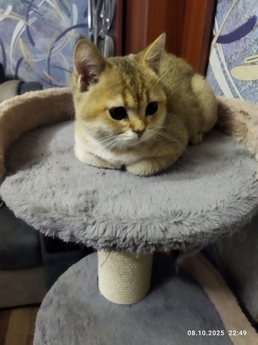 Продается котенок золотая шиншилла