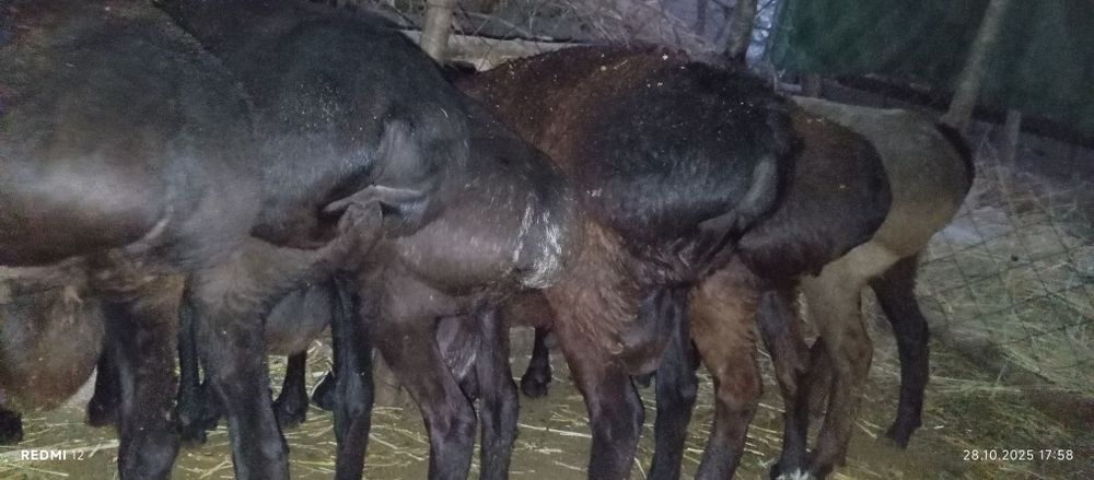 Кучкорлар сотилади